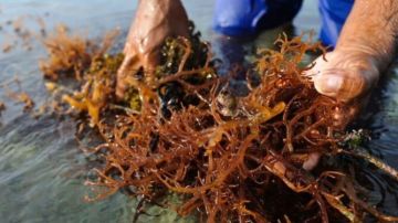 الرباط تحتضن الحوار الوطني حول تنمية الطحالب البحرية.. والمغرب يسعى لخلف ألف منصب شغل الرباط تحتضن الحوار الوطني حول تنمية الطحالب البحرية.. والمغرب يسعى لخلف ألف منصب شغل