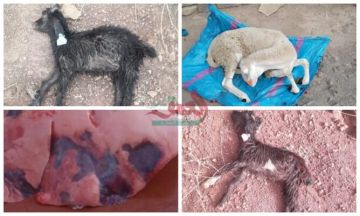 مرض غامض يفتك بقطعان الماشية نواحي أزيلال والساكنة تستغيث (صور)