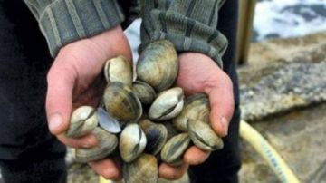 قفزة قياسية في مفرغات الصدفيات بالواجهة المتوسطية المغربية خلال 2025 قفزة قياسية في مفرغات الصدفيات بالواجهة المتوسطية المغربية خلال 2025