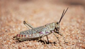 الجراد يهدد المغرب