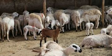 الفلاحة تنهي ترقيم القطيع الوطني وتقدم حصيلة الدعم المالي للكسابة