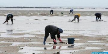 رصد تلوث بكتيري يعجل بحظر جمع وتسويق الصدفيات قرب آسفي