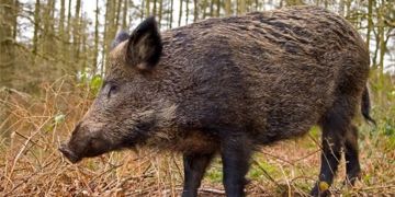 مرصد ينتقد اقتراح برلماني مغربي تصدير الخنزير البري