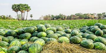 قرار عاملي يمنع الزراعات الموسمية المستنزفة للماء خارج الواحات بطاطا قرار عاملي يمنع الزراعات الموسمية المستنزفة للماء خارج الواحات بطاطا