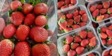 أسعار الفريز تتجاوز 25 درهما ومهني يوضح أسعار الفريز تتجاوز 25 درهما ومهني يوضح