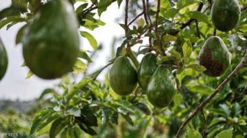  الذهب الأخضر في مهب الريح.. سنة سوداء تضرب مزارعي الأفوكادو بالمغرب وتدق ناقوس الخطر