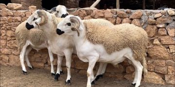 هل يقيم المغاربة شعيرة ذبح الأضحية هذه السنة؟.. الحكومة توضح هل يقيم المغاربة شعيرة ذبح الأضحية هذه السنة؟.. الحكومة توضح