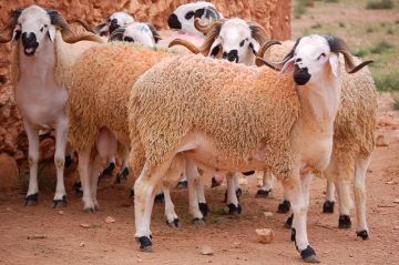 لهيب الارتفاع يصل أسواق المواشي قبل العيد..ووزارة الفلاحة في ورطة لهيب الارتفاع يصل أسواق المواشي قبل العيد..ووزارة الفلاحة في ورطة