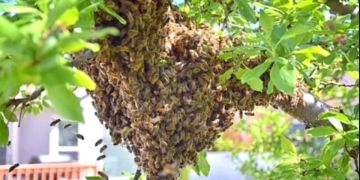 سرب نحل يقتل ثلاثينيا نواحي الصويرة سرب نحل يقتل ثلاثينيا نواحي الصويرة