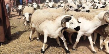 مسؤول بقطاع المواشي يكشف أسعار الأغنام خلال عيد الأضحى