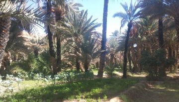 624 مليون درهم لتهيئة وتأهيل واحات زاكورة