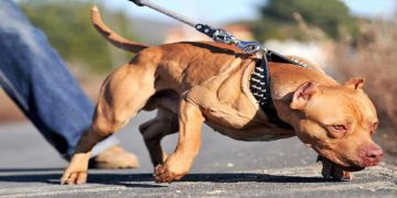 كلاب شرسة تهاجم مربيها حتى الموت بطنجة