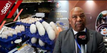 رئيس الـ ANPO : المغرب ينتج 7 مليارات بيضة سنويا والأسعار لا تتجاوز 70 سنتيما-فيديو