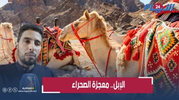 من ذروة السنام إلى الخليع فقطرة البول.. هذه كنوز الإبل التي لا تقدر بثمن