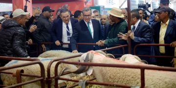 من معرض مكناس.. أخنوش يوجه الكسابة إلى التعجيل بعرض الماشية في الأسواق