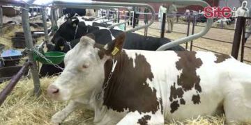 اللحوم الحمراء.. مهني بمعرض الفلاحة يهاجم الشناقة ويعد بخفض الأسعار -فيديو