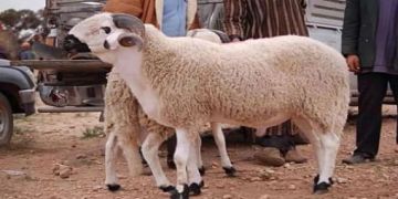 مجازر الدارالبيضاء تكشف عن أثمنة إيواء وذبح أضاحي العيد مجازر الدارالبيضاء تكشف عن أثمنة إيواء وذبح أضاحي العيد