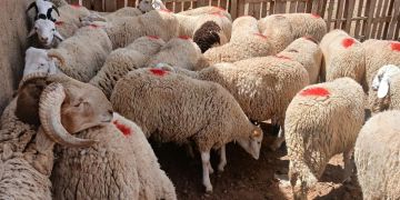 عرض الأضاحي بجهة البيضاء يتجاوز 1.1 مليون رأس عرض الأضاحي بجهة البيضاء يتجاوز 1.1 مليون رأس