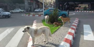 بيئيون ينتقدون قتل الكلاب الضالة بشوارع طنجة بيئيون ينتقدون قتل الكلاب الضالة بشوارع طنجة