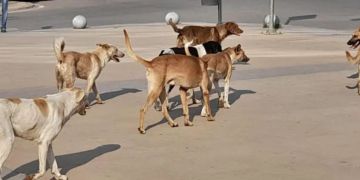 كلب ضال يهاجم طفلة ويصيبها بجروح خطيرة نواحي قلعة السراغنة كلب ضال يهاجم طفلة ويصيبها بجروح خطيرة نواحي قلعة السراغنة