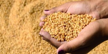 المغرب يعلق استيراد القمح بشكل مؤقت