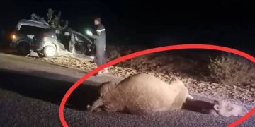 3 قتلى إثر اصطدام سيارتين بقطيع من الجمال نواحي زاكورة