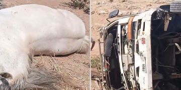 نفوق 4 خيول إثر انقلاب شاحنة بمدخل البروج