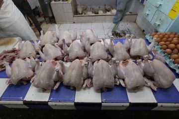 قطاع الدواجن في المغرب بين وفرة الإنتاج ونظام الطيبات