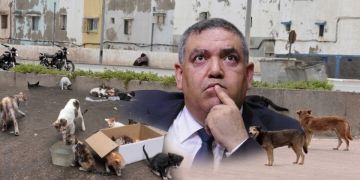 برلماني يطالب لفتيت بتسريع تنزيل قانون حماية الكلاب والحيوانات الضالة برلماني يطالب لفتيت بتسريع تنزيل قانون حماية الكلاب والحيوانات الضالة