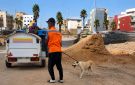 حملة لجمع الكلاب الضالة تجوب شوارع وأحياء برشيد