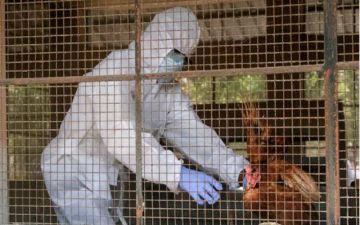 الصحة العالمية: الولايات المتحدة تسجل أول حالة بشرية لانفلونزا الطيور A (H5N5)