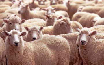 عمان ترفع وارداتها من الماشية لتأمين اللحوم قبل عيد الفطر