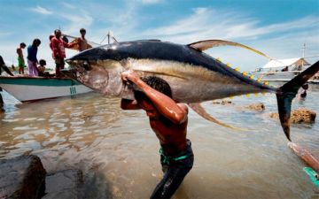 قيمة الأسماك المنزلة في عمان تتجاوز 576 مليون ريال عام 2025