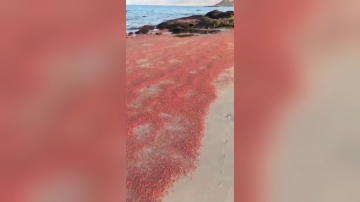 الشاطئ الأحمر يظهر في عمان.. والسلطات توضح