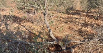 مستوطنون يقطعون 150 شجرة زيتون في بردلا بالأغوار مستوطنون يقطعون 150 شجرة زيتون في بردلا بالأغوار