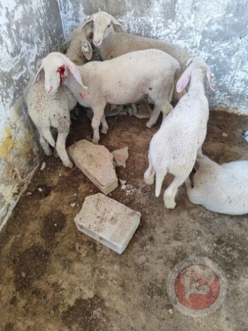 حتى الحيونات لم تنجو مستوطنون يقتلون خرافا في الخليل (شاهد) حتى الحيونات لم تنجو مستوطنون يقتلون خرافا في الخليل (شاهد)