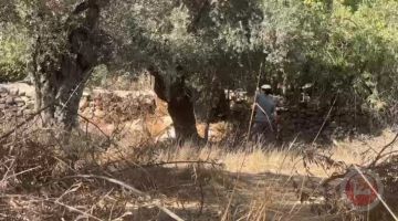 مستوطنون يسرقون ثمار الزيتون المعمرة في تل الرميدة وسط الخليل مستوطنون يسرقون ثمار الزيتون المعمرة في تل الرميدة وسط الخليل