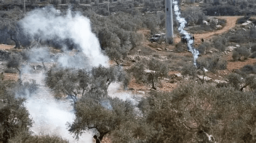 بالتزامن مع موسم الزيتون: اعتداءات للمستوطنين على المزارعين في الضفة