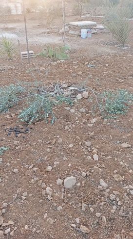 مستوطنون يواصلون الاعتداءات في مسافر يطا: تكسير عشرات الأشجار وطمر بئر مياه مستوطنون يواصلون الاعتداءات في مسافر يطا: تكسير عشرات الأشجار وطمر بئر مياه