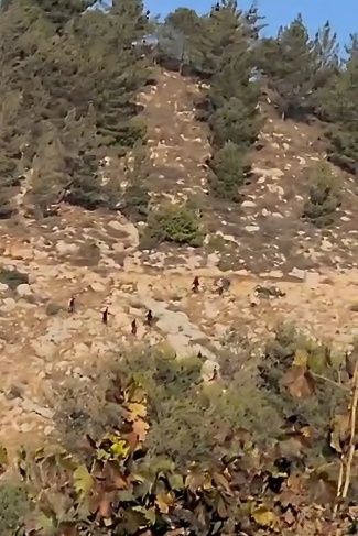 إصابة كهلين في هجوم لعصابات المستوطنين في صوريف