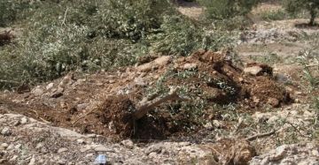 مستعمرون يحطمون أشجار زيتون في كيسان شرق بيت لحم
