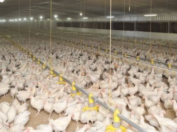 انهيار متواصل في أسعار الدواجن.. وتحذيرات سابقة لم تجد آذانا صاغية انهيار متواصل في أسعار الدواجن.. وتحذيرات سابقة لم تجد آذانا صاغية