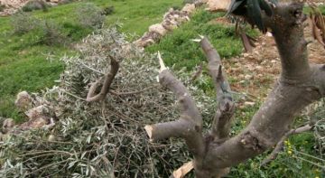 مستعمرون يقطعون عشرات أشجار الزيتون في أراضي المنيا جنوب بيت لحم مستعمرون يقطعون عشرات أشجار الزيتون في أراضي المنيا جنوب بيت لحم