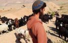 مستوطنون يهاجمون تجمع العراعرة البدوي شمال القدس المحتلة - ps