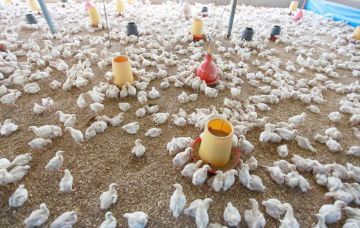 مزارعو غزة يناشدون بإعادة تشغيل قطاع الدواجن وإنقاذ الأمن الغذائي