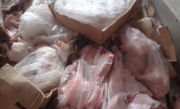 بالصور: اتلاف 6 طن من الدجاج الفاسد وسط قطاع غزة