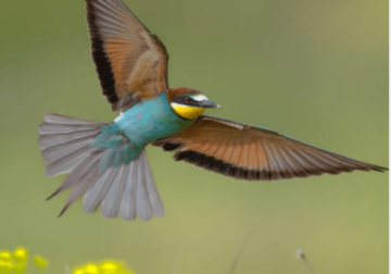 طفل يتحول لمصور محترف ويحصل على الذهبية فى مسابقة تصوير الطيور 2025 طفل يتحول لمصور محترف ويحصل على الذهبية فى مسابقة تصوير الطيور 2025