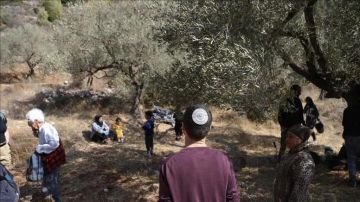 مستوطنون يعتدون بالضرب على مزارعين ويحطمون أشجار زيتون في ديربلوط