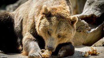 الجيش الياباني ينتشر لحماية المدن بعد هجمات شنتها الدببة الجيش الياباني ينتشر لحماية المدن بعد هجمات شنتها الدببة