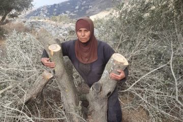 المجلس الدولي للزيتون يطالب بمحاسبة إسرائيل لاعتداءاتها على شجرة الزيتون المجلس الدولي للزيتون يطالب بمحاسبة إسرائيل لاعتداءاتها على شجرة الزيتون